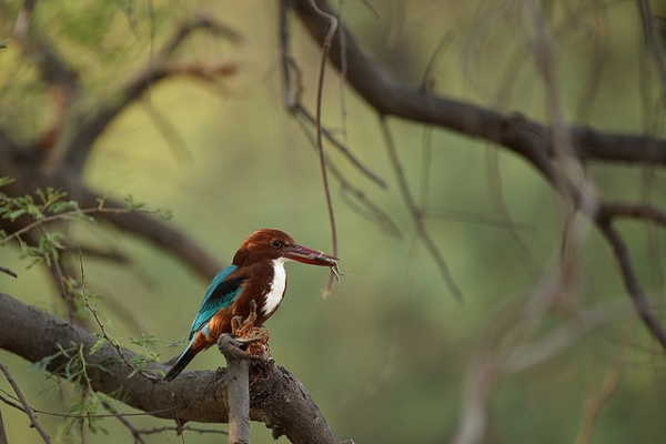 A white-breasted kingfisher sits on a tree with a frog in its beak in Bharatpur, India on December 3, 2014. (Rohit Varma/Flickr)