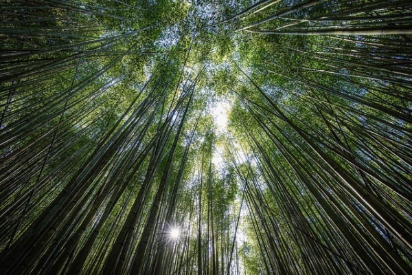 Bamboo trees grow tall and green into the sky in Taiwan on December 7, 2014. (白士 李/Flickr)