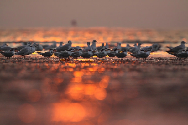 A flock of birds bask in the setting sun on the shore in Akshi, india on December 9, 2014. (wanderlust/Flickr)