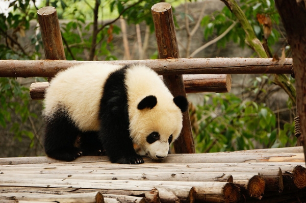This giant panda, native to south central China, strolls through a park in Chengdu province, China on May 27, 2014.