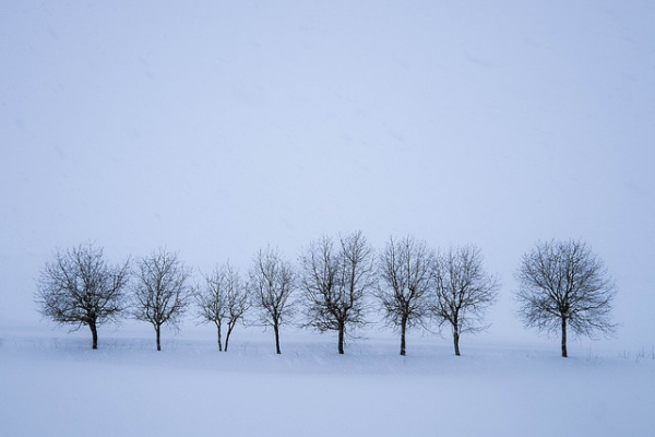 A row of bare trees stands out in a landscape blanketed with snow in Hokkaido, Japan on January 6, 2015. (Tim Arai/Flickr)