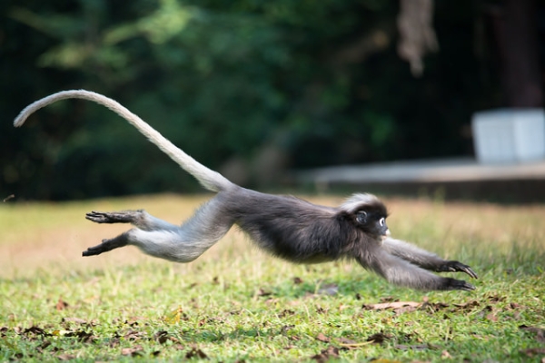 A dusky leaf monkey is seen leaping on the grass at Kaeng Krachan National Park in Phetchaburi, Thailand on February 1, 2015. (Thai National Parks/Flickr)