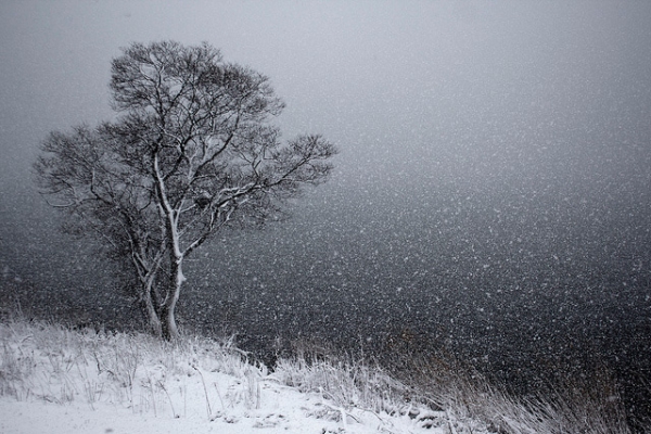Winter trees evoke loneliness in the middle of a storm near Lake Biwako, Japan on February 9, 2015. (Japanexperterna.se/Flickr)