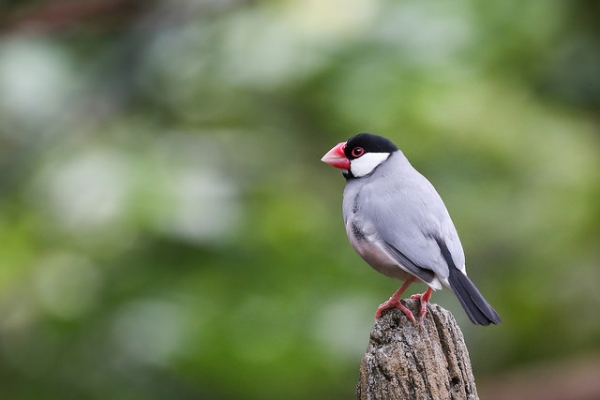 A Java sparrow's red beak stands out in the lush greenery in Indonesia on February 17. 2015. (Mario Madrona/Flickr)