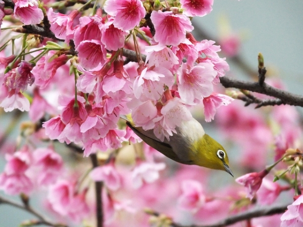 A curious bird plays hide and seek amidst the blushing blossoms in Taiwan on February 15, 2015. (Charles Lam/Flickr)