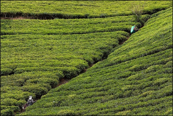 Tea pickers at work surrounded by vibrant green tea bushes in Nuwara Eliya, Sri Lanka on April 4, 2015. (pasosypedales.blogspot.com/Flickr)