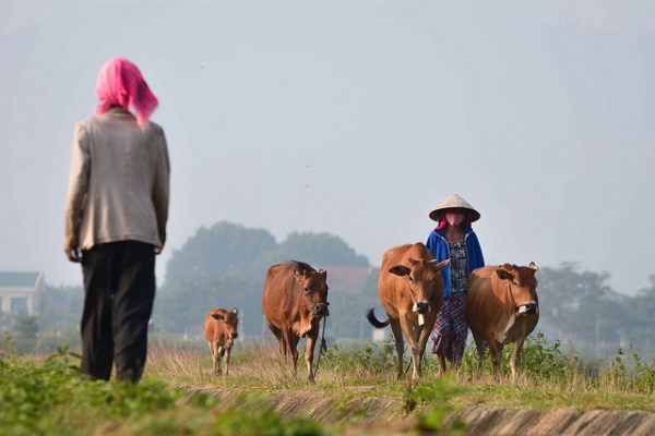 On a clear morning, a woman takes her cows to the field for grazing in Tây Nguyên, Vietnam on October 23, 2015. (Ratclima/Flickr)