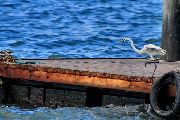 A bird prepares to fly off from a dock by the water in Sabah, Malaysia on October 13, 2015. (Phalinn Ooi/Flickr)