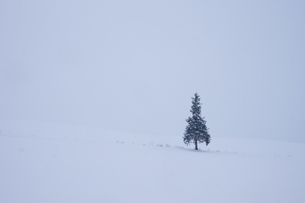 A lone tree in a landscape blanketed by snow in Hokkaido, Japan on December 7, 2015. (Soumei Baba/Flickr)