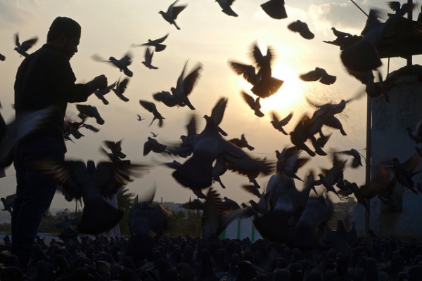 As the sun sets in the distance, a flock of birds fly around a man holding a bowl full of seeds in Hyderabad, India on December 12, 2015. (Rajesh_India/Flickr)