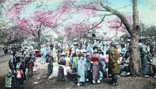 "Cherry blossom at Uyeno Park, Tokyo." 1907-1918. (New York Public Library)