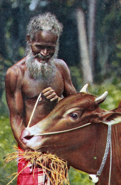 "A carter and his bull, Ceylon." (A.W.A. Plâté & Co./New York Public Library)