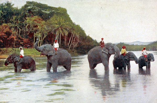 "Temple elephants after their bath, Kandy, Ceylon." 1926. (A.W.A. Plâté & Co./New York Public Library)