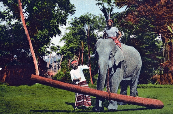 "Ceylon elephant at work." 1907-1918. (A.W.A. Plâté & Co./New York Public Library)