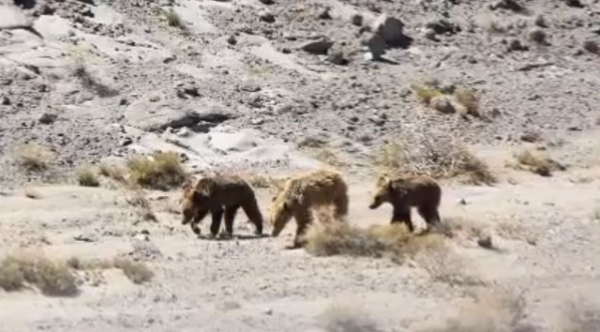 The Mongolian Gobi Bear is one of the world's most endangered animal species. (Carlos Alperin/http://www.youtube.com/watch?v=HruroJQijkY) 