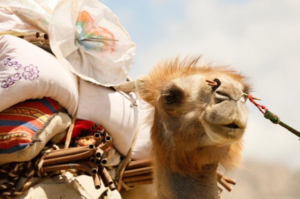 A camel loaded with the possessions of its nomadic owners looks off into the distance in China's Xinjiang province on June 6, 2014. (Xiaolu Chu/Getty Images)