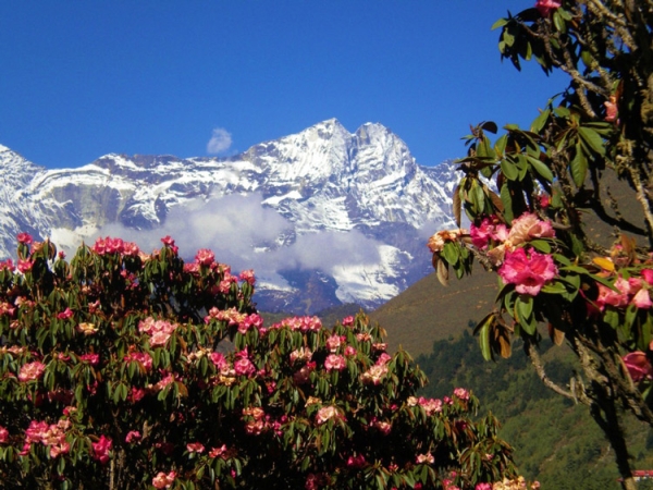 lowering rhododendron trees in the lower valley were a welcome sight on the return journey from Everest and the Khumbu region. (Chandani Punia)