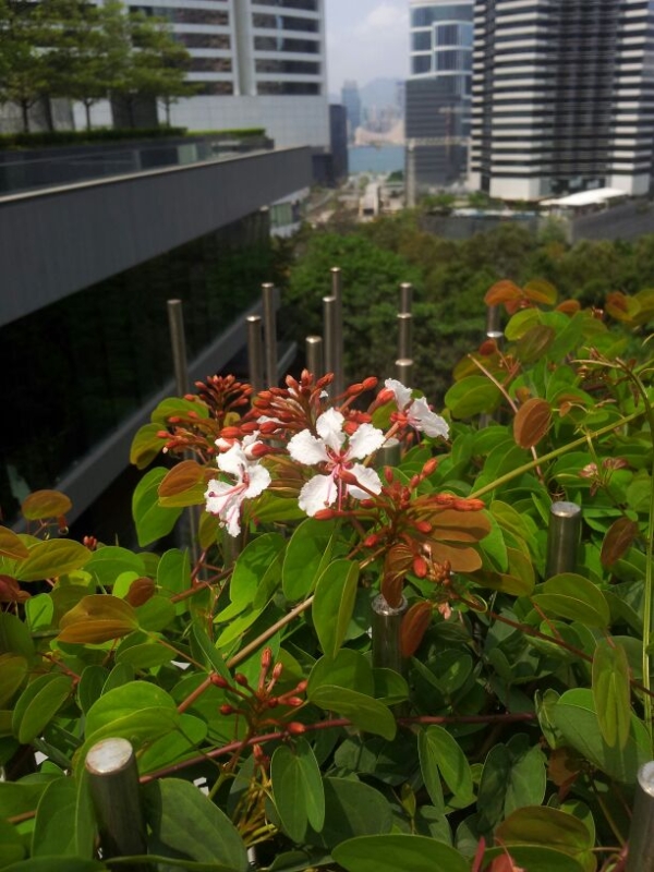 Blossom on the rooftop (Photo by Jania Cheung)