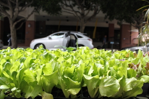 Swissnex and Veg & The City filled a parking spot with lush greenery and lettuce seedlings. 