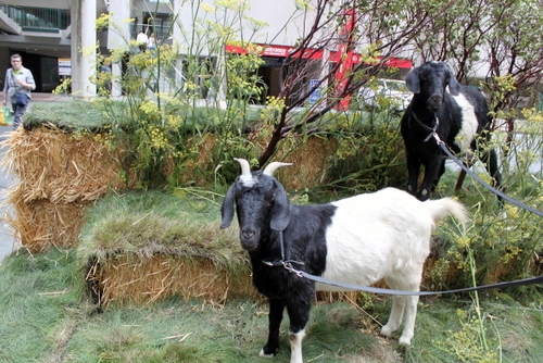 The stars of the City Grazing park were the goats!