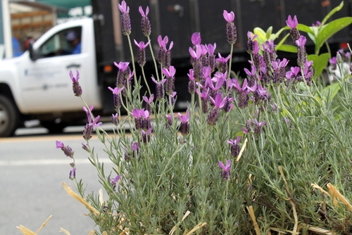 SPUR's PARKing day installation featured lovely lavender plants. 