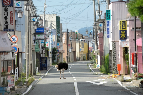 Deserted Town from the series The Abandoned Animals of Fukushima,	Ôta Yasusuke (Japanese), 2011, Photograph, pigment‑based inkjet print, ©Yasusuke Ota, Courtesy, Museum of Fine Arts, Boston