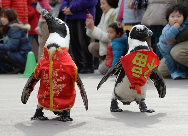 Penguins waddle into Lunar New Year festivities at Hakkeijima Sea Paradise amusement park, dressed in traditional Chinese clothing adorned with the character for "good fortune" or "happiness," on Jan. 26, 2014 in Tokyo, Japan. (Toru Yamanaka/AFP/Getty Images)