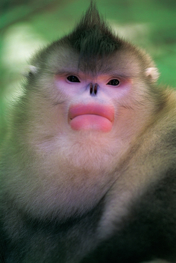 A young male snub-nosed monkey. (Xi Zhinong)