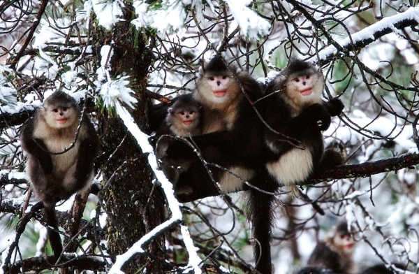 A small family of snub-nosed monkeys. (Xi Zhinong)
