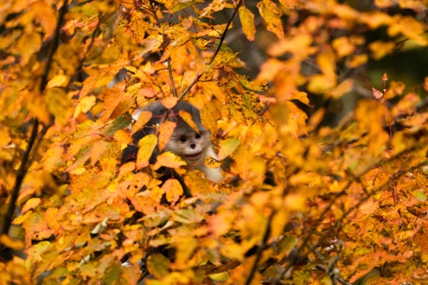 A snub-nosed monkey is concealed by the fall leaves. (Xi Zhinong)