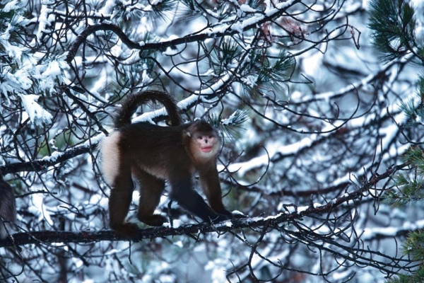 A snub-nosed monkey climbs along a branch. (Xi Zhinong)