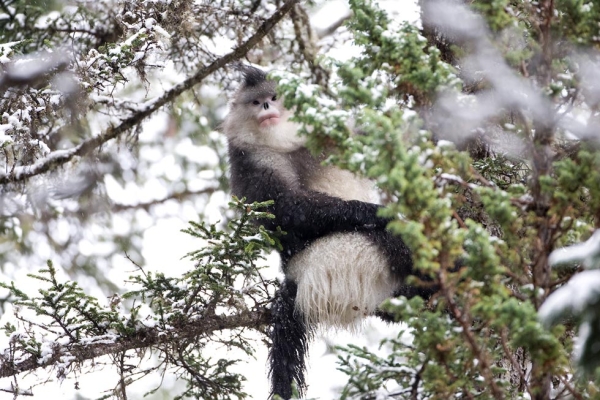 A snub-nosed monkey sits in a tree. (Xi Zhinong)
