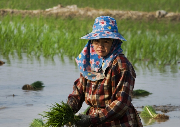 A Thai woman works in a rice paddy in Chang Rai, Thailand on April 18, 2008. (Nancy A Scherl)