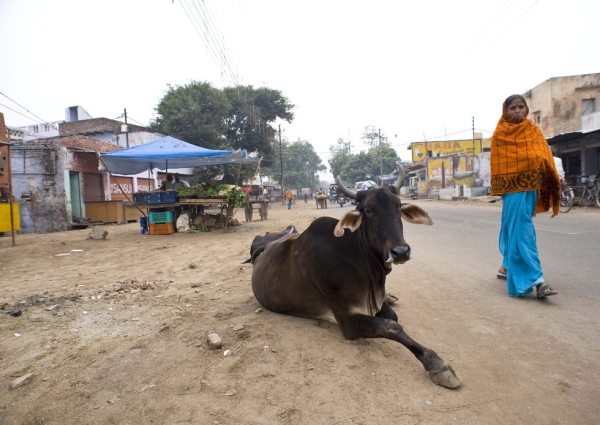 A sacred Indian cow takes a rest on a rural road heading to Jaipur on November 16, 2009. (Nancy A Scherl)