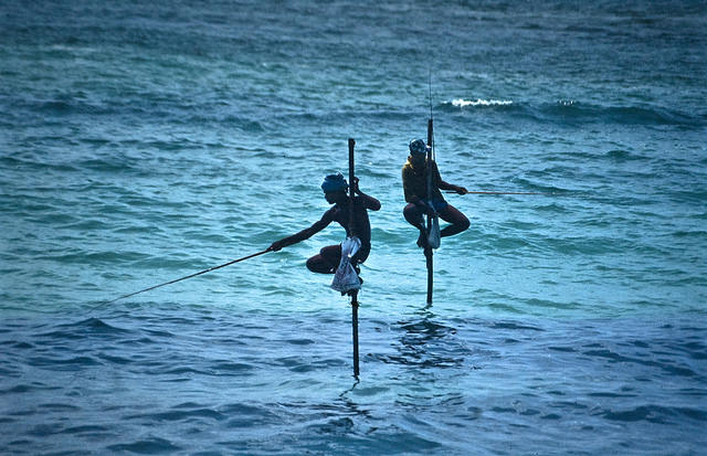 Photo of the Day: Perched On a Pole and Fishing in Sri Lanka