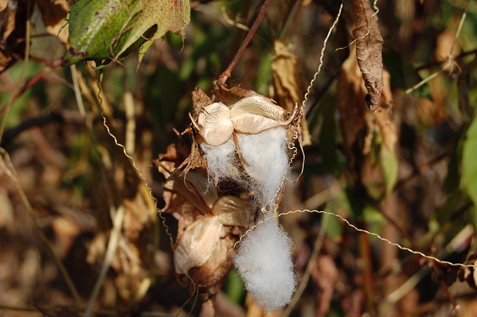 A cotton plant in Kurule Tenupa, a village where more than 150 natural springs have partially or completely dried in the last 3 years. (Raghav Goyal)