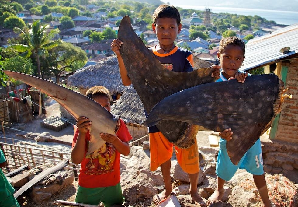 Children hold up fins from a whale shark and hammerhead in Solor, Indonesia in June 2011. (Shawn Heinrichs/Blue Sphere Media)