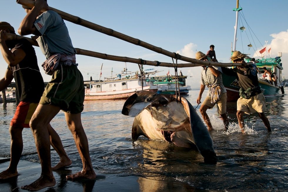 Fishermen haul the body of a Mobula tarapacana ) or Chilean devil ray, a threatened species) to market in Lombok, Indonesia in January 2010. (Shawn Heinrichs/Blue Sphere Media)