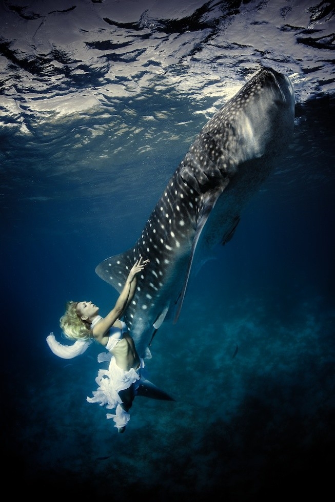 Underwater model Hannah Fraser strikes a pose with a gentle whale shark in Oslob, Philippines in November 2012. (Shawn Heinrichs/Blue Sphere Media)