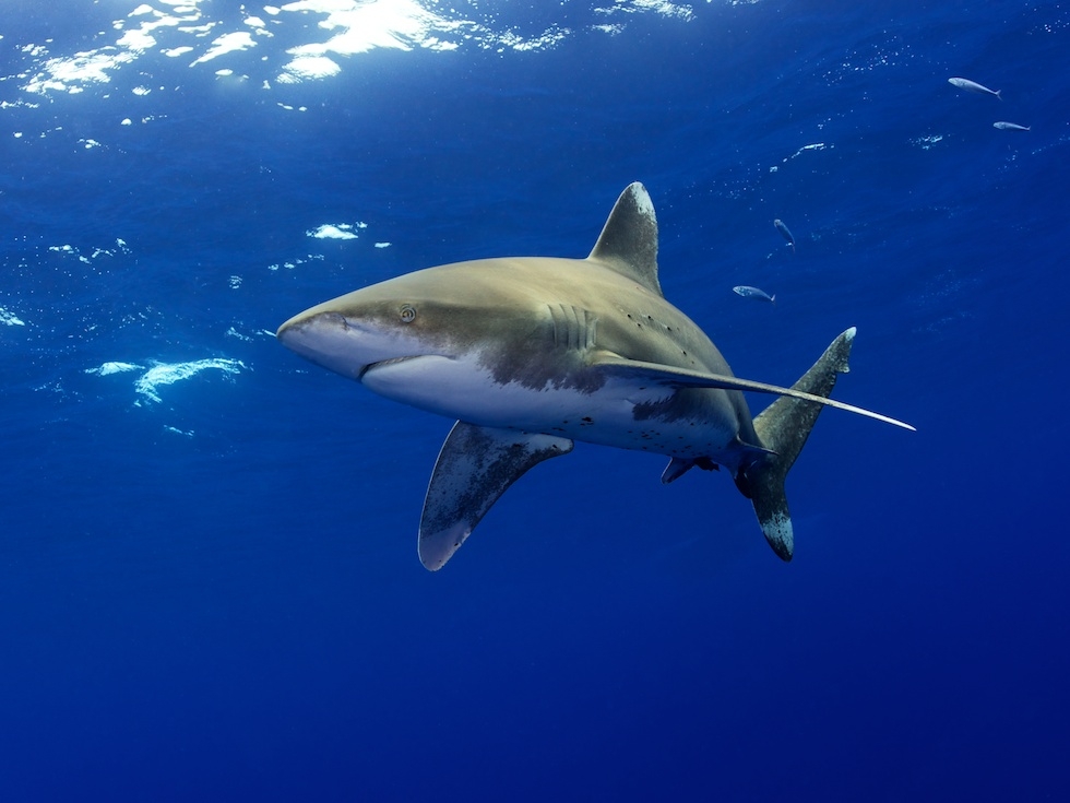 Oceanic white tip shark passes overhead in the Bahamas in June 2012. (Shawn Heinrichs/Blue Sphere Media)