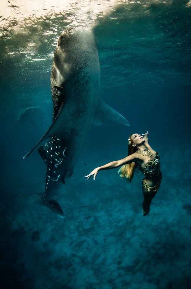Underwater model Hannah Fraser mirrors the graceful form of a whale shark in Oslob, Philippines in November 2012. (Shawn Heinrichs/Blue Sphere Media)