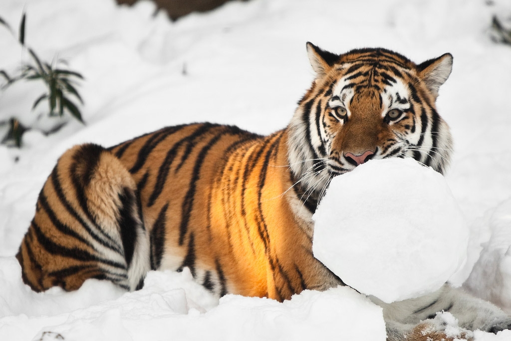 Photos: On Global Tiger Day, a Look at Legendary Animalu0027s Role in 