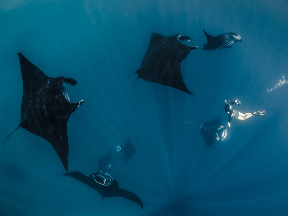 In protected areas, manta rays can be seen feeding in large groups near the surface, making them vulnerable to directed fisheries. (Shawn Heinrichs for WildAid/Conservation International)