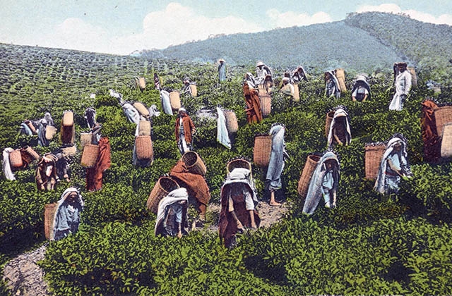 "Tea estate with pluckers." 1907-1918. (A.W.A. Plâté & Co./New York Public Library)