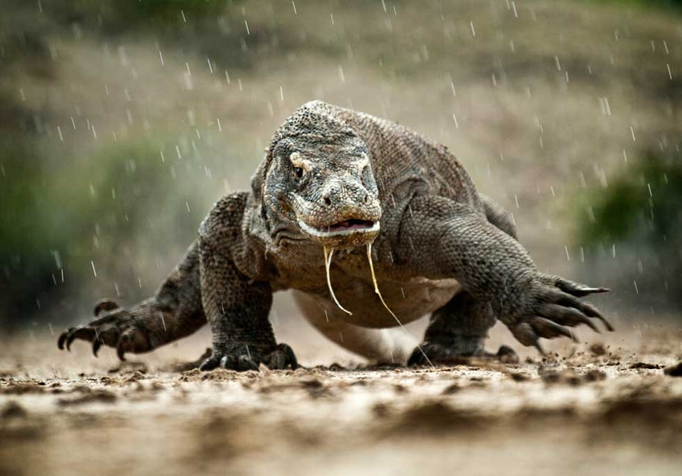A komodo dragon charges during a rainstorm on Rinca Island, Indonesia. (Amos Chapple)