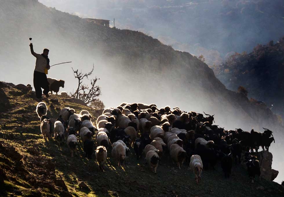 A shepherd leads Palangan’s flock of sheep out to graze. (Amos Chapple)