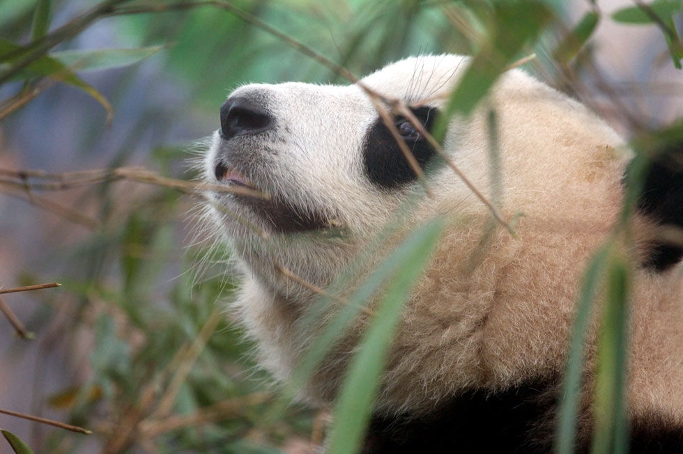 A giant panda in an enclosure at the Giant Panda Breeding Centre in Chengdu, China in 2011. (Sean Gallagher)