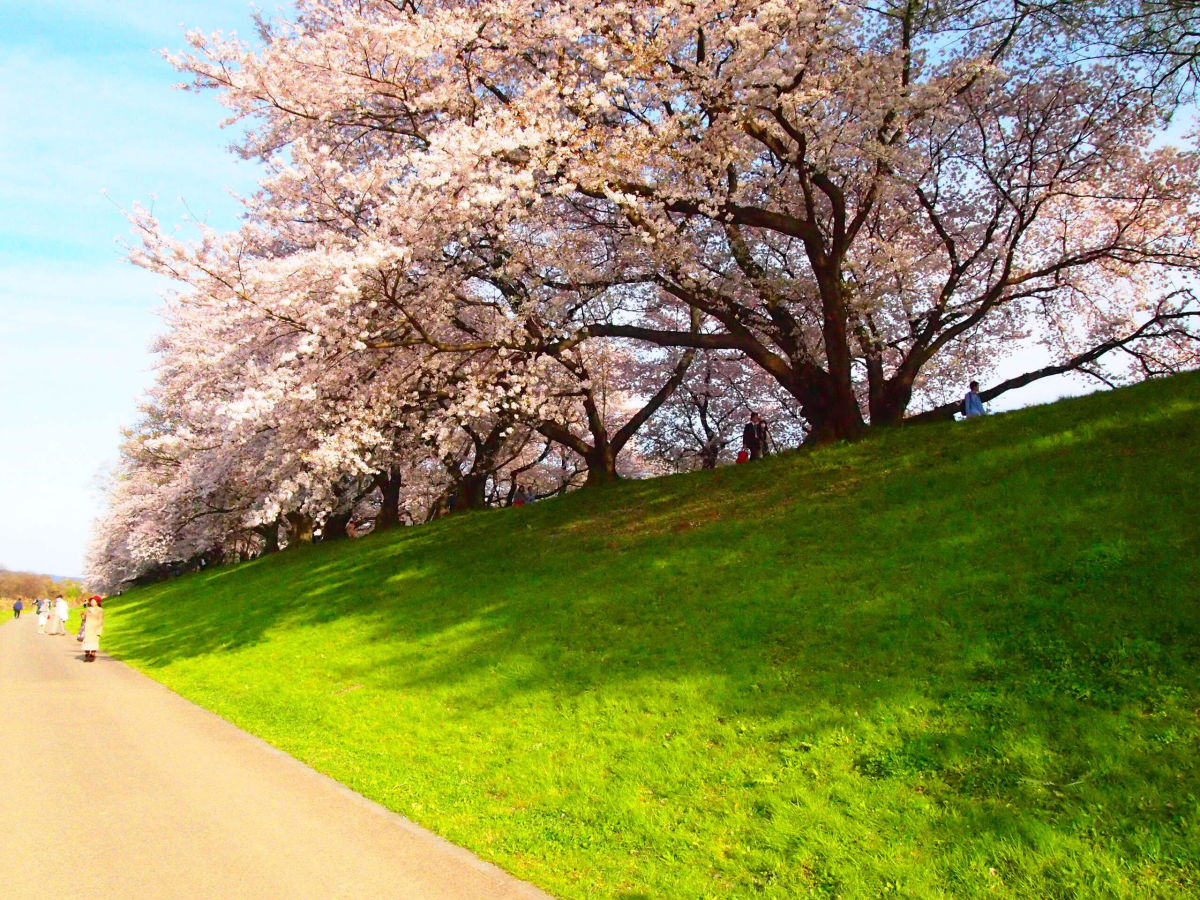 Spring Break Journey through Japan Asia Society