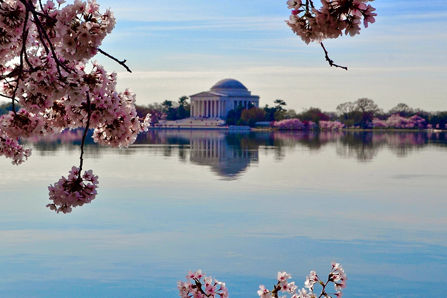 Washington DC cherry blossoms - Ridwan Meah - unsplash