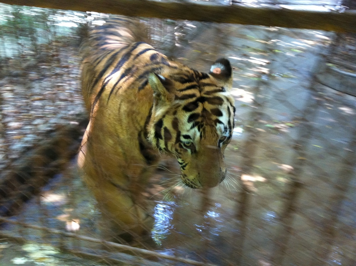 Captive tiger